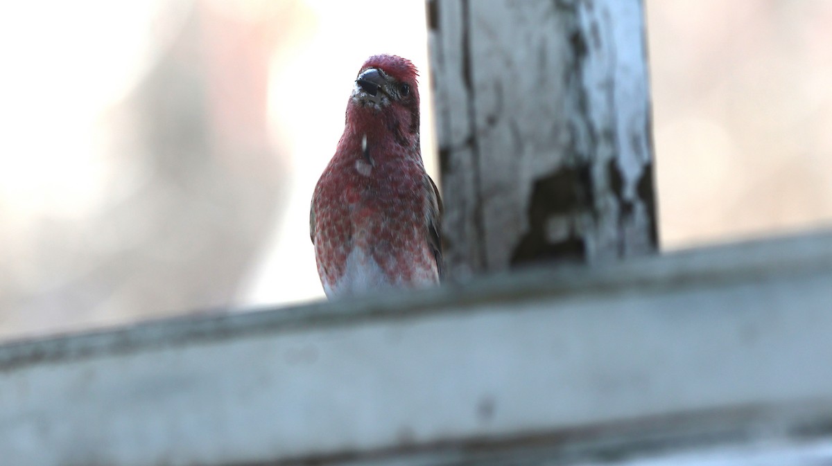 Purple Finch - ML646052130