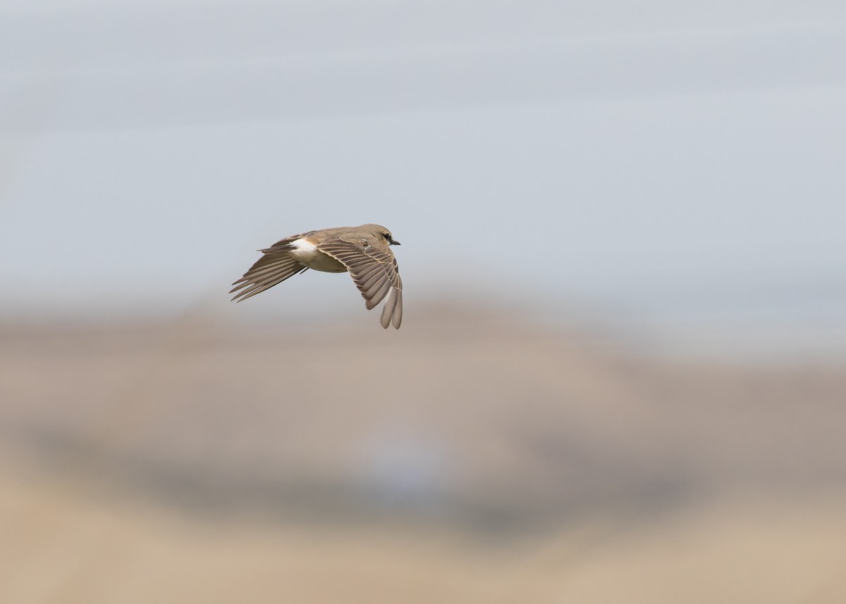 Culbianco isabellino - ML646052131