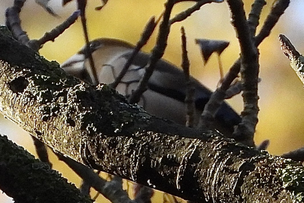 Frosone - ML646052132