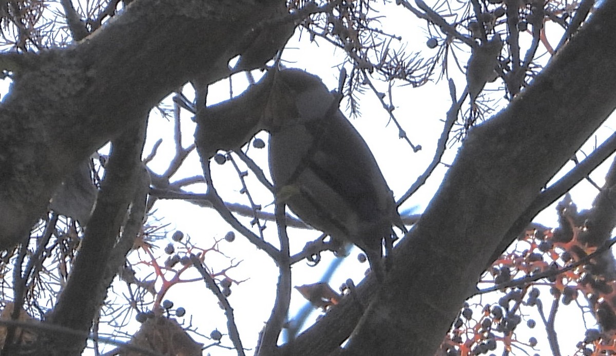 Frosone - ML646052133