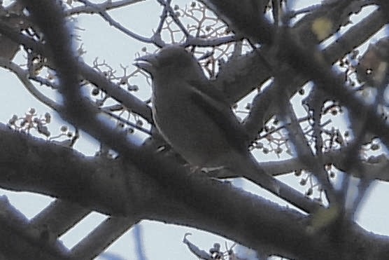 Frosone - ML646052134