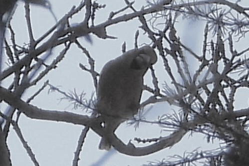 Frosone - ML646052135