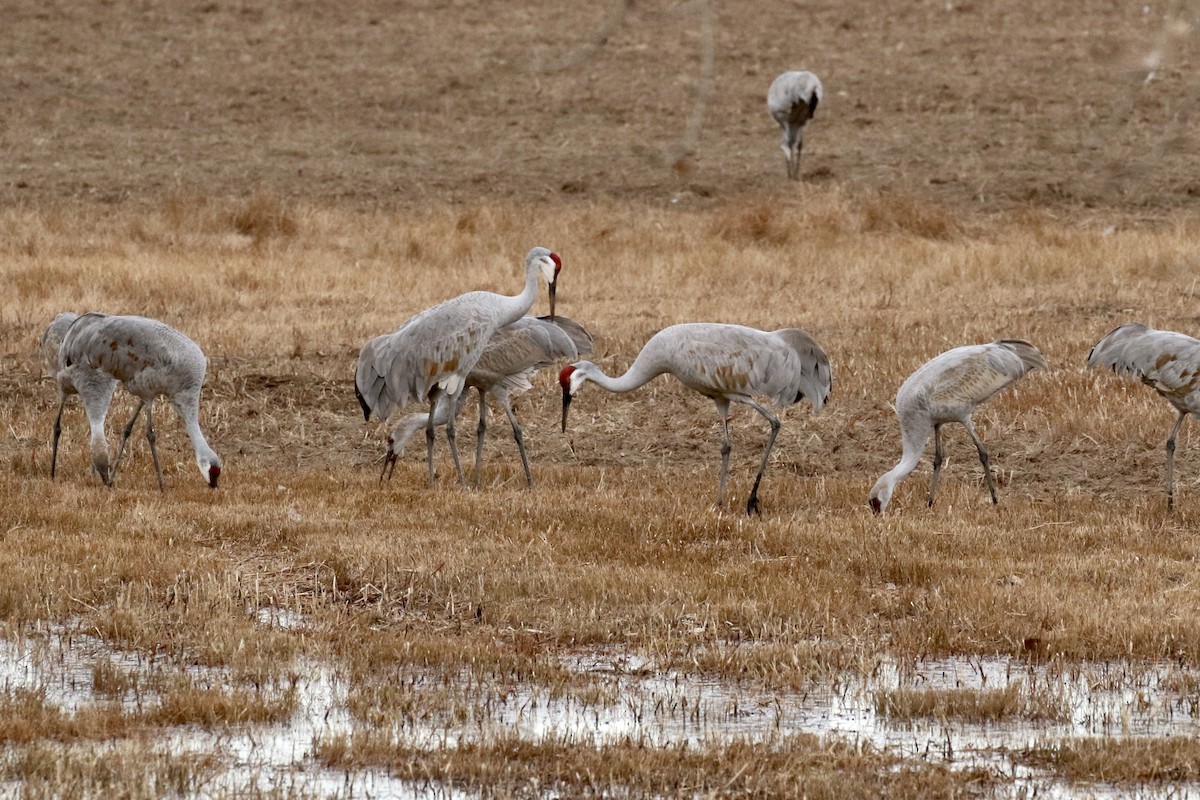 Sandhill Crane - ML646052136