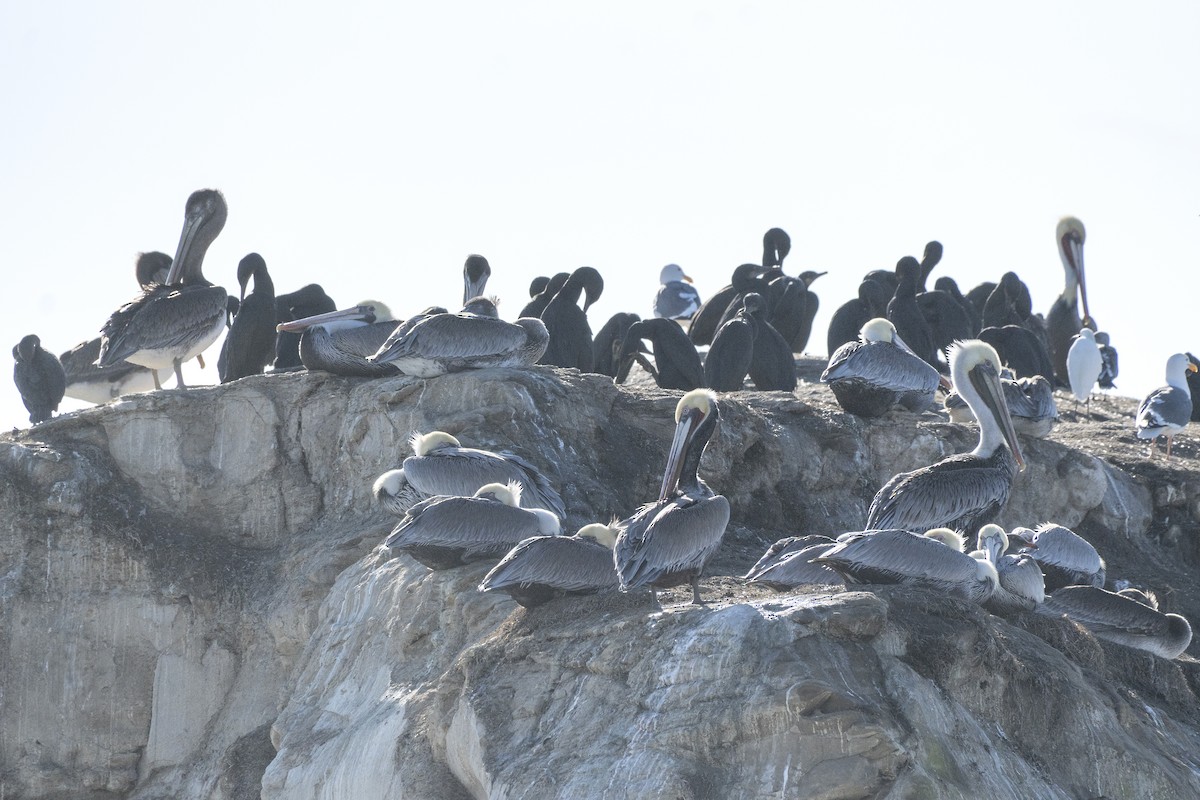 Brown Pelican (California) - ML646052137