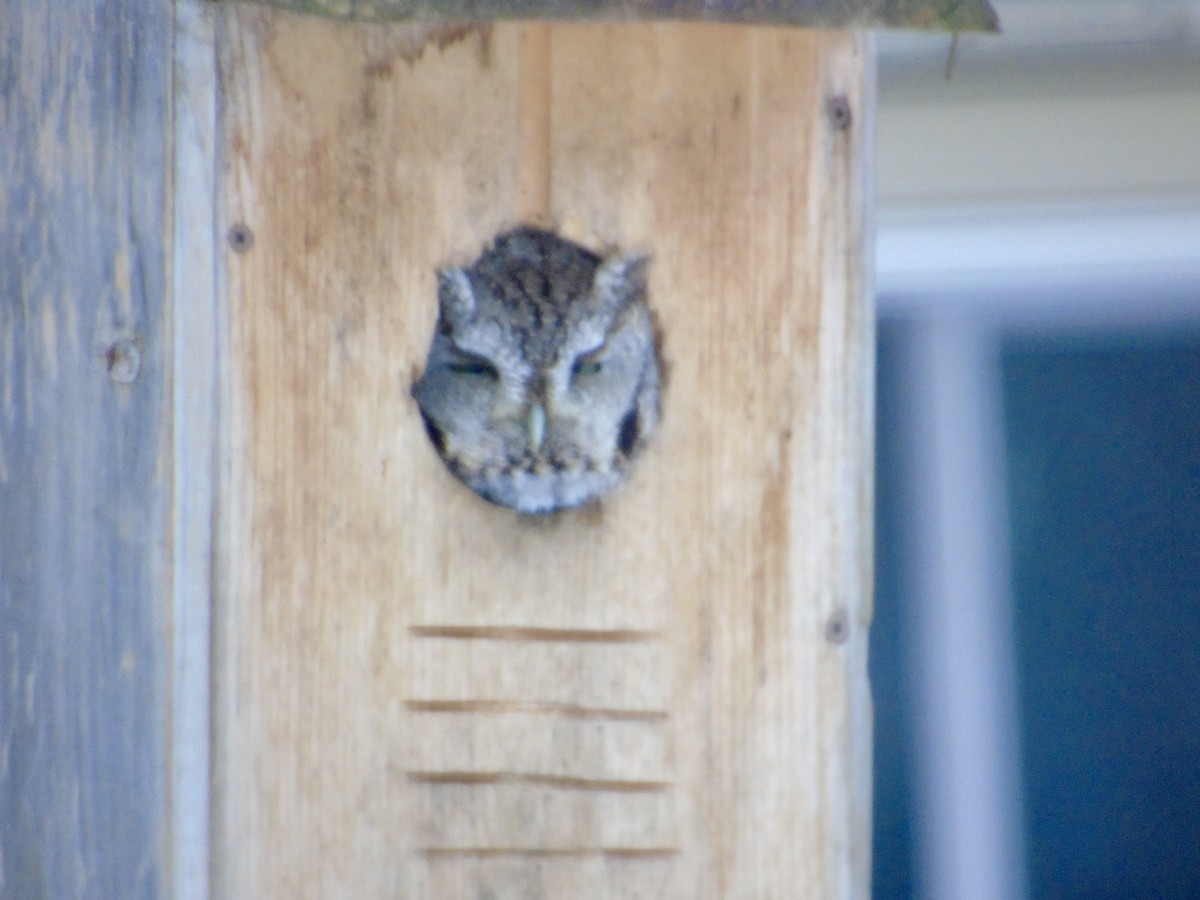 Eastern Screech-Owl - ML646052139