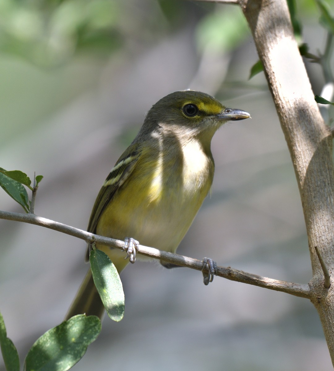 White-eyed Vireo - ML646052140