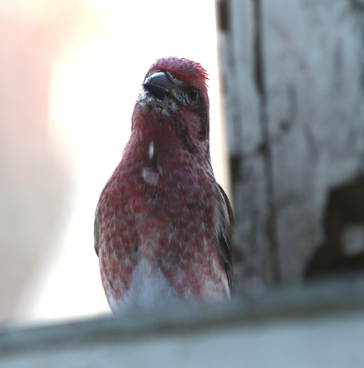Purple Finch - ML646052142