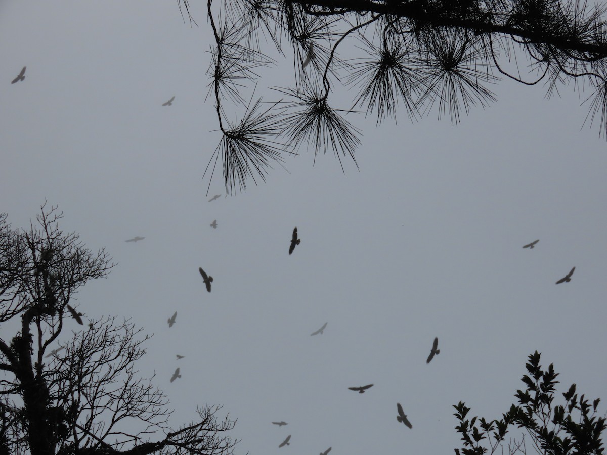 Broad-winged Hawk - ML646052155