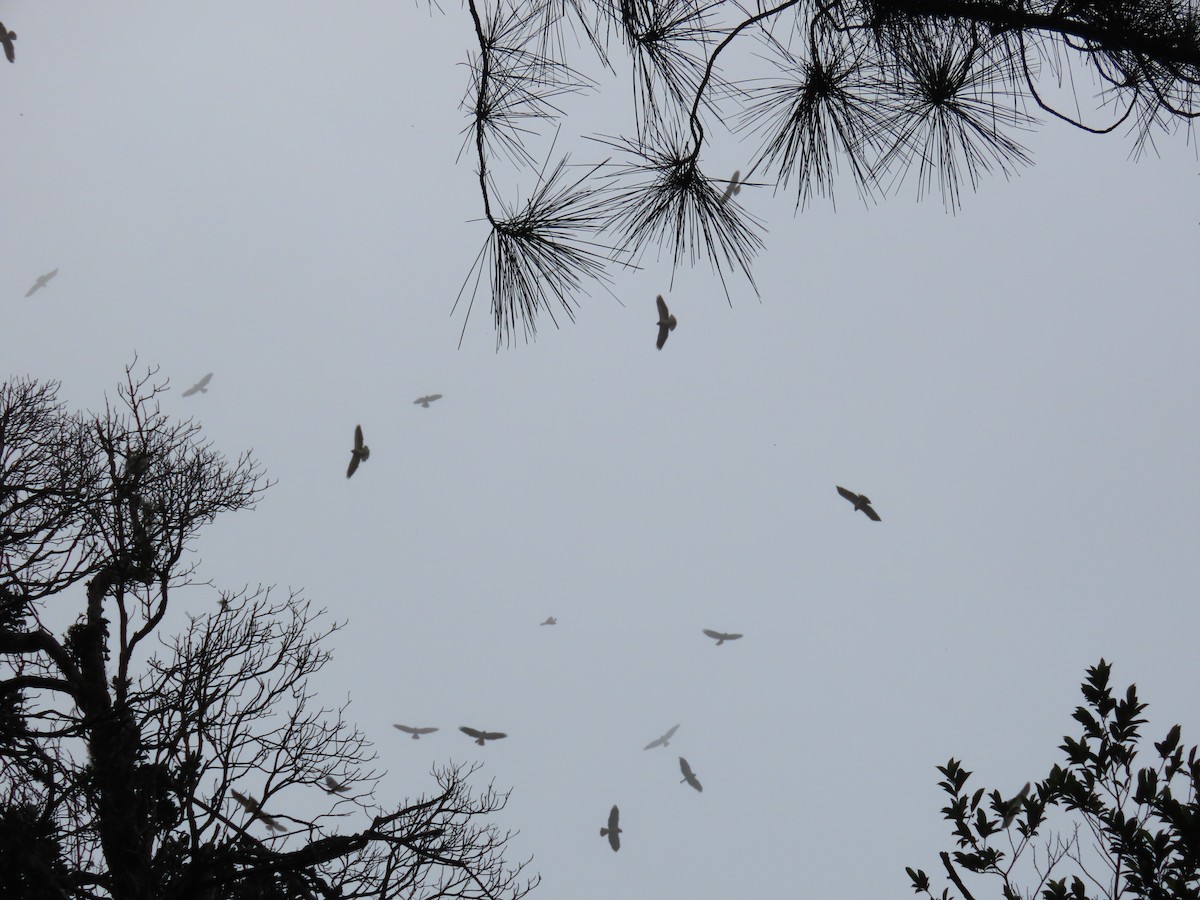 Broad-winged Hawk - ML646052156