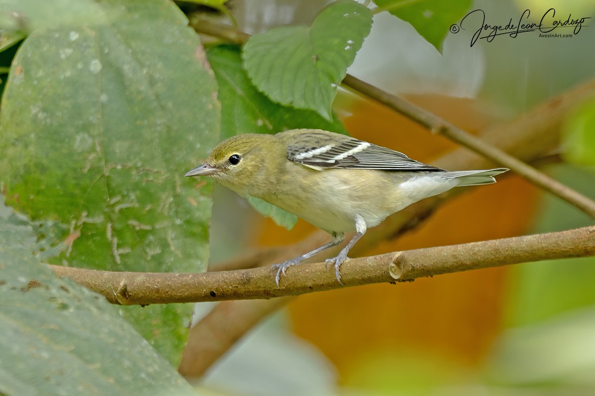 Пісняр-лісовик каштановий - ML646052159