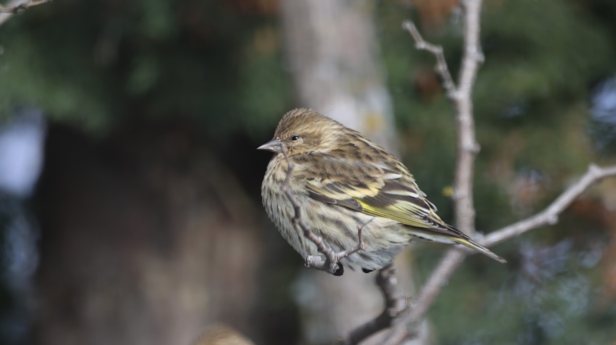 Pine Siskin - ML646052161