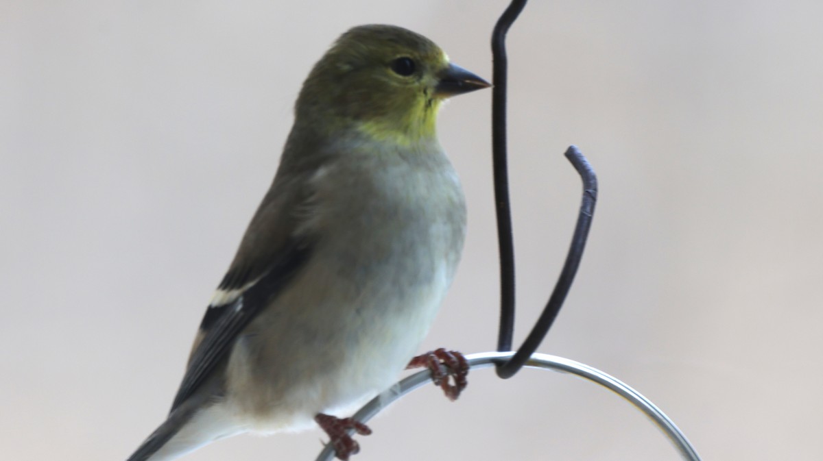 American Goldfinch - ML646052175