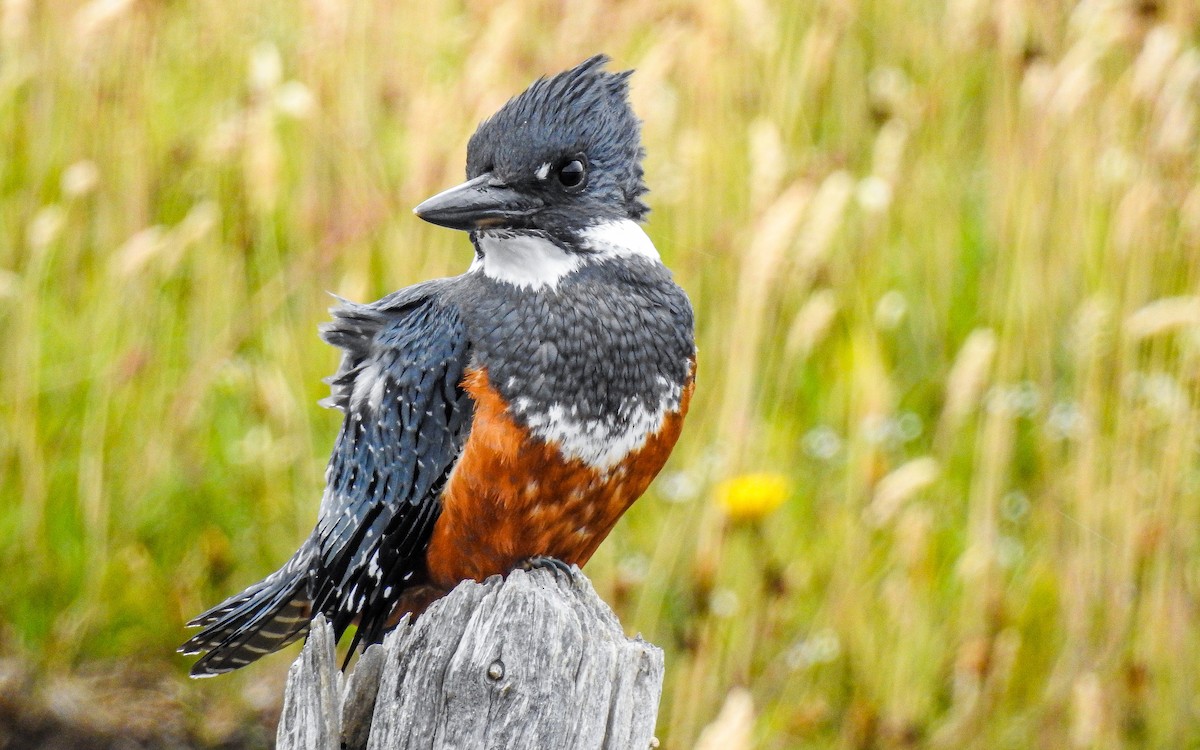 Ringed Kingfisher - ML646052177