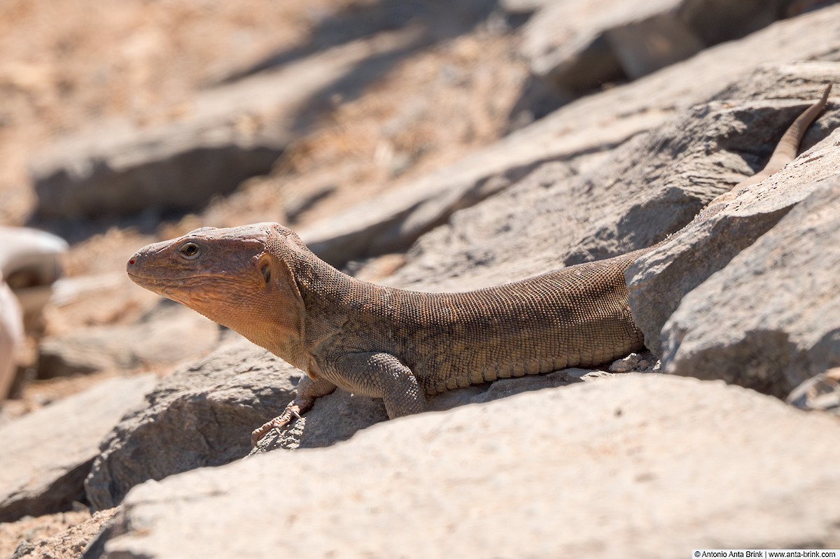 Gran Canaria Giant Lizard - ML646052178