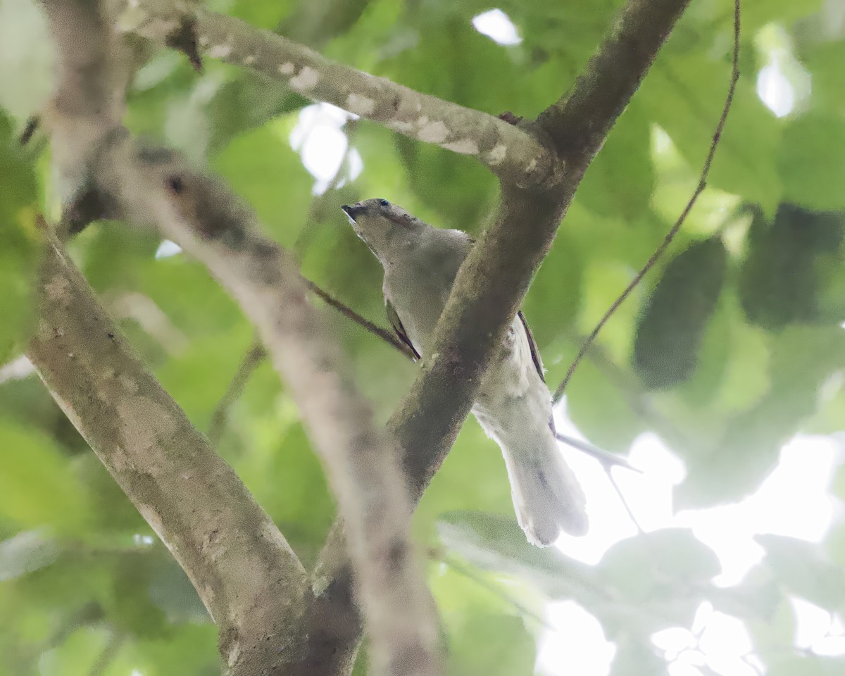 Lesser Honeyguide (Lesser) - ML646052179