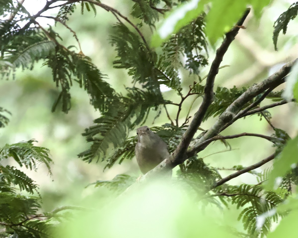 Lesser Honeyguide (Lesser) - ML646052180