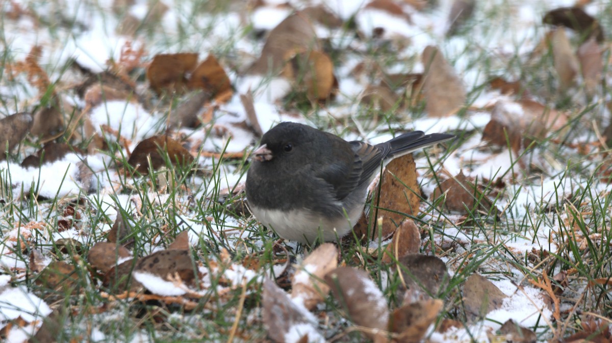 Dark-eyed Junco - ML646052188