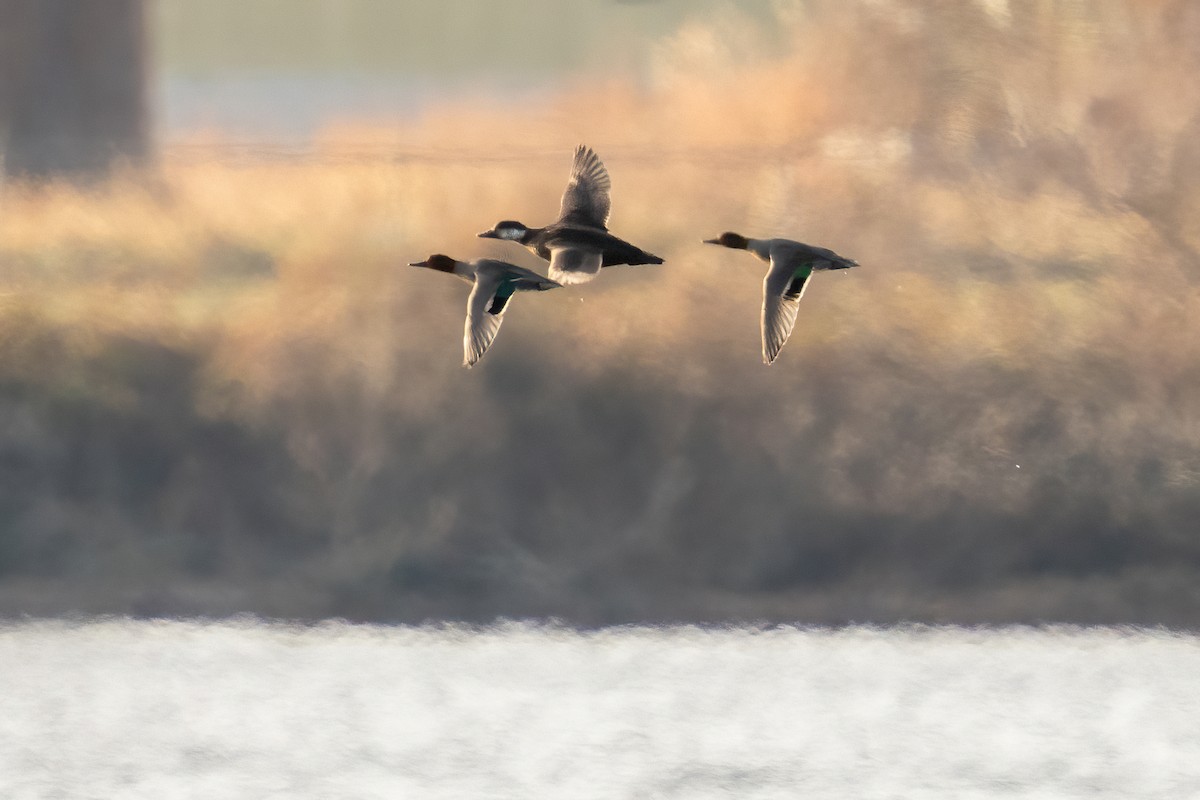 Black Scoter - ML646052194