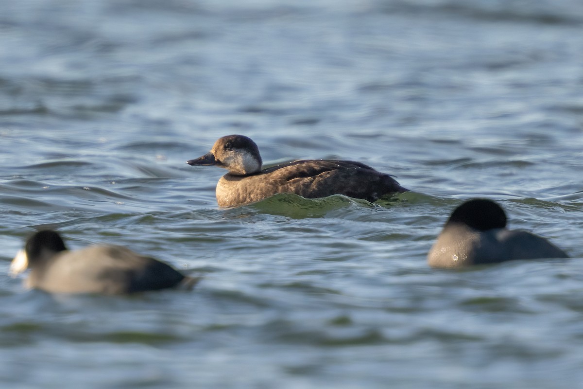 Black Scoter - ML646052195