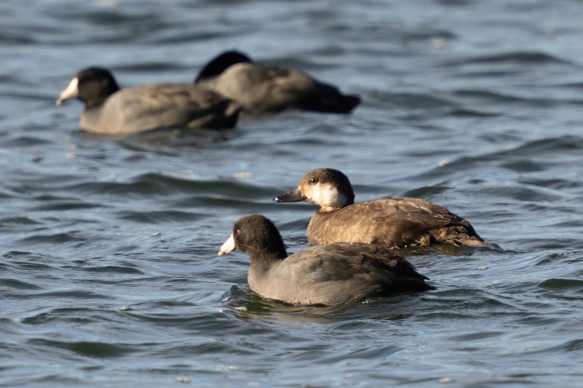 Black Scoter - ML646052196