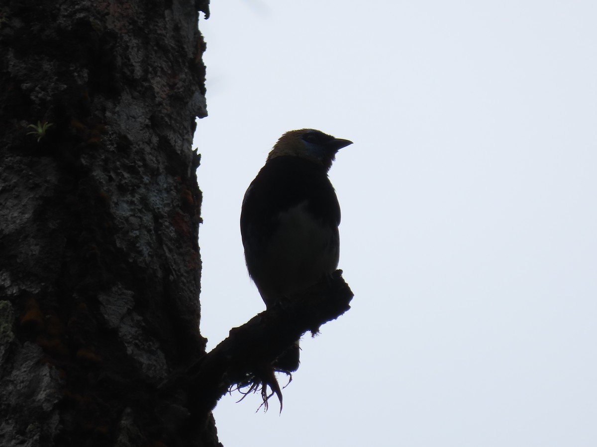 Altın Başlıklı Tangara - ML646052198