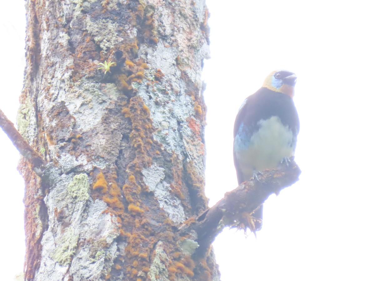 Altın Başlıklı Tangara - ML646052199