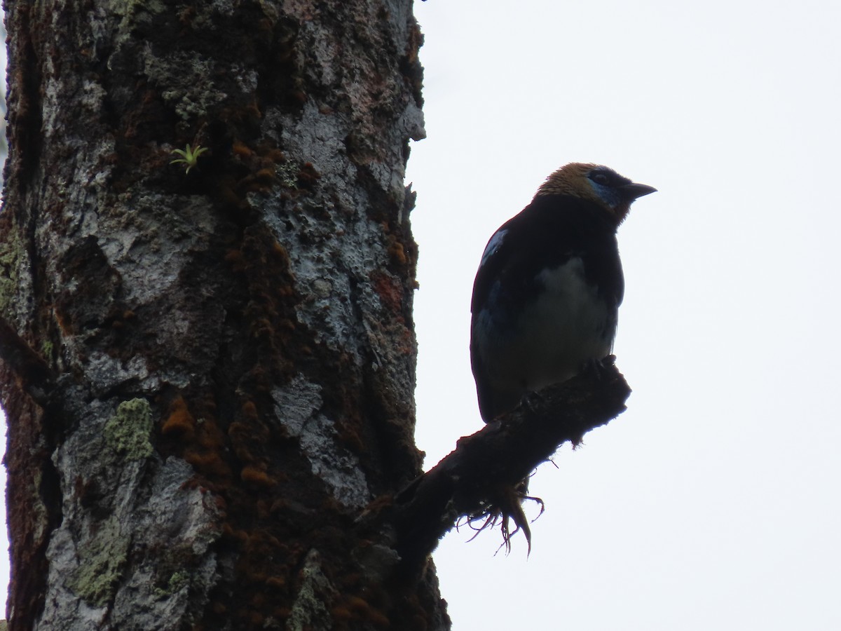 Altın Başlıklı Tangara - ML646052200