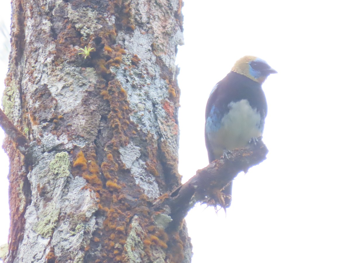 Altın Başlıklı Tangara - ML646052201