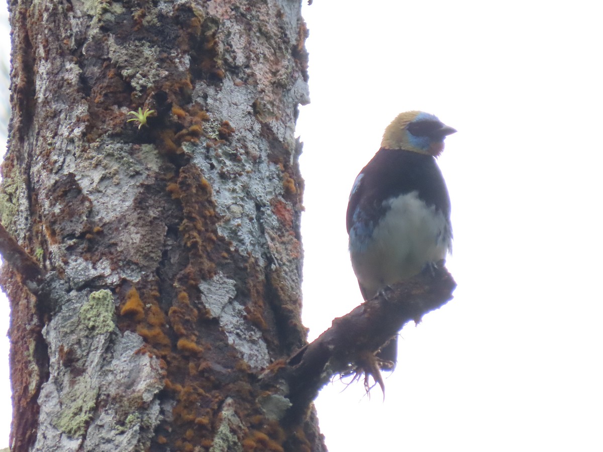 Altın Başlıklı Tangara - ML646052202