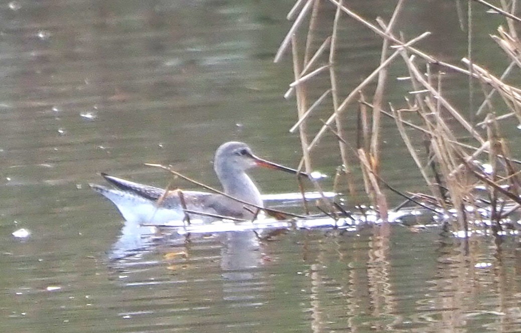Spotted Redshank - ML646052203