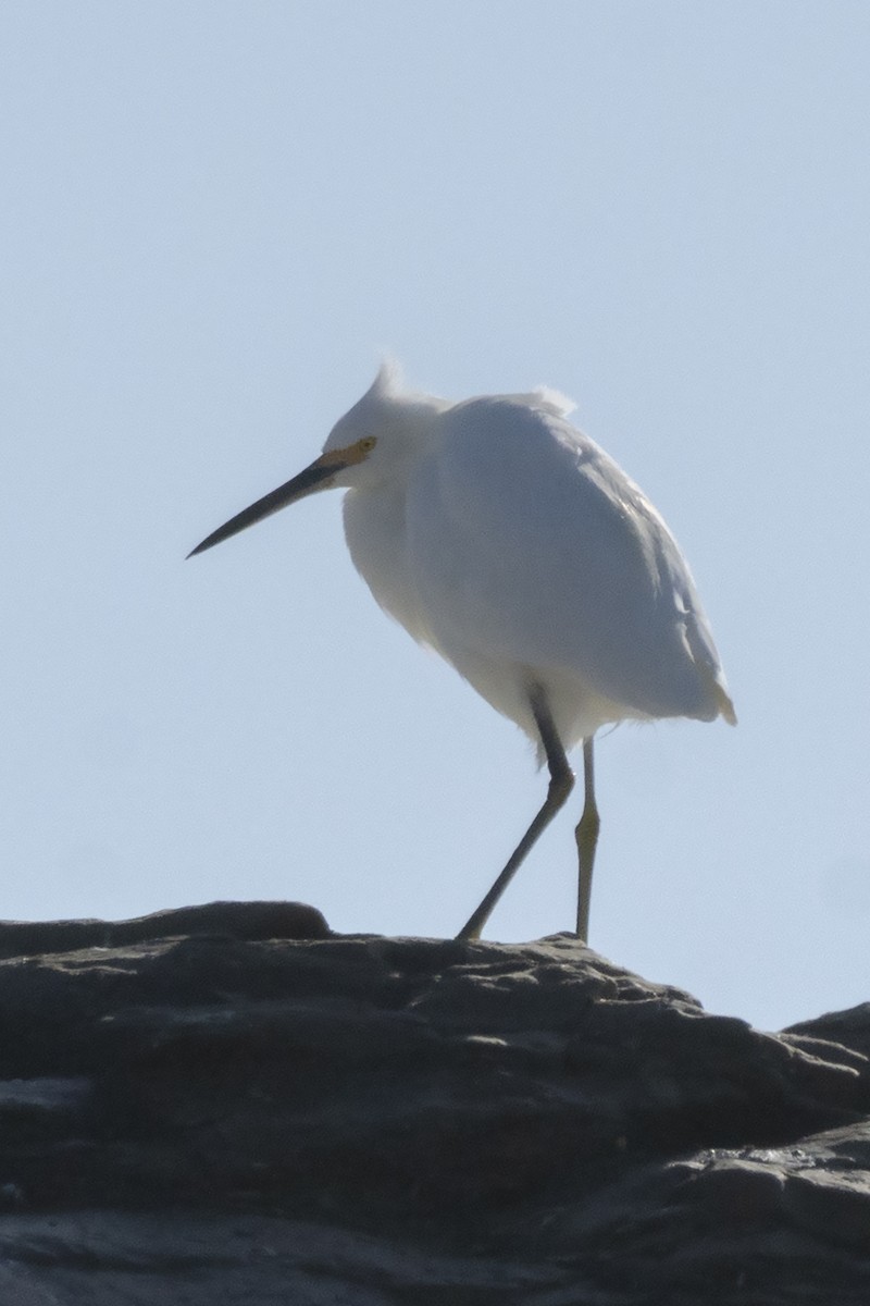 Snowy Egret - ML646052205