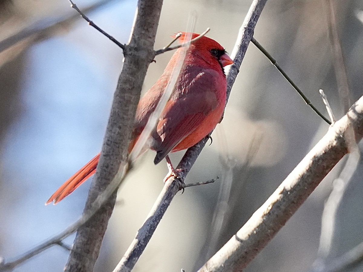 Northern Cardinal - ML646052211