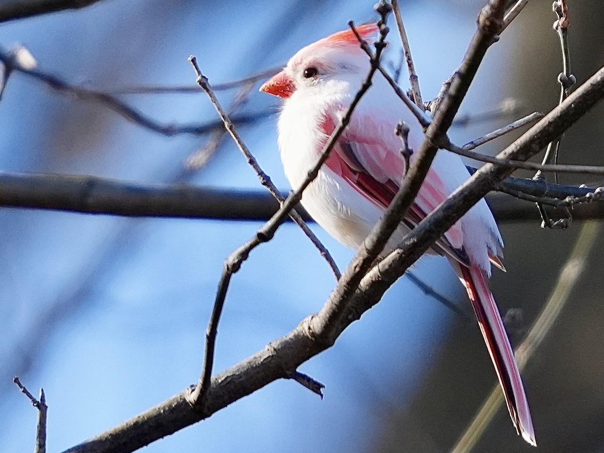 Northern Cardinal - ML646052212
