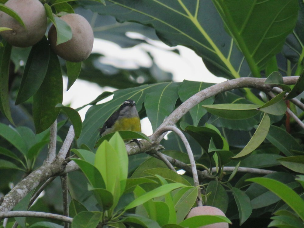 Bananaquit - ML646052216