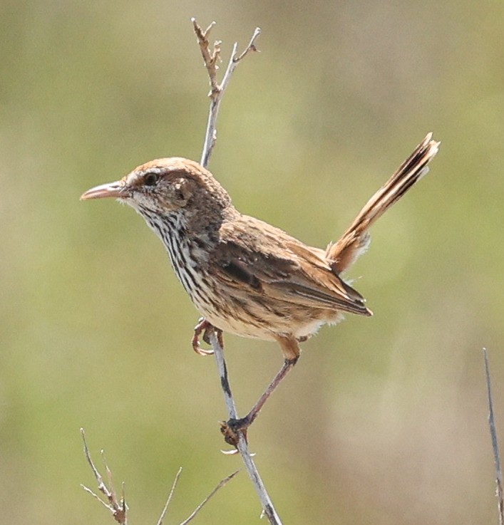 Rufous Fieldwren - ML646052218