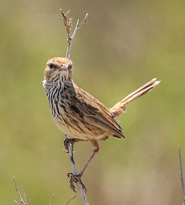 Rufous Fieldwren - ML646052219