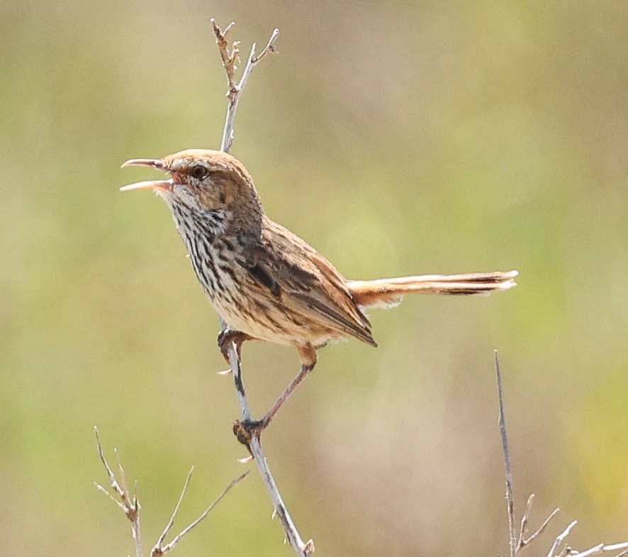 Rufous Fieldwren - ML646052220