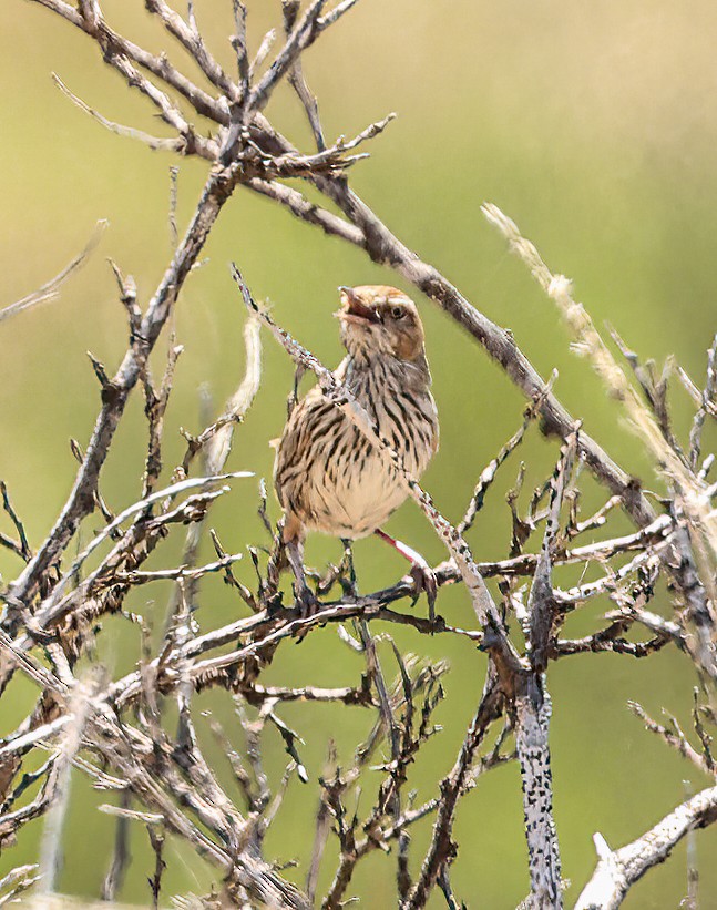 Rufous Fieldwren - ML646052221