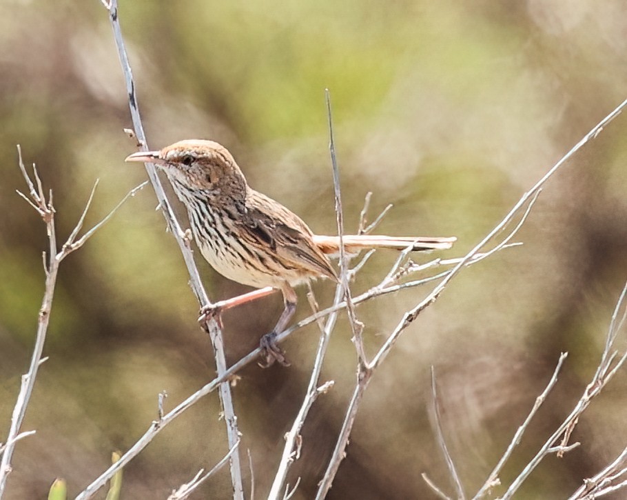 Rufous Fieldwren - ML646052222