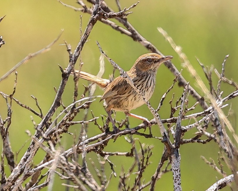 Rufous Fieldwren - ML646052223