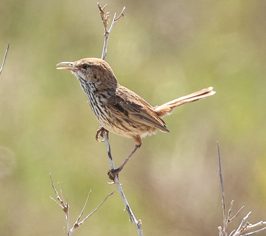 Rufous Fieldwren - ML646052224
