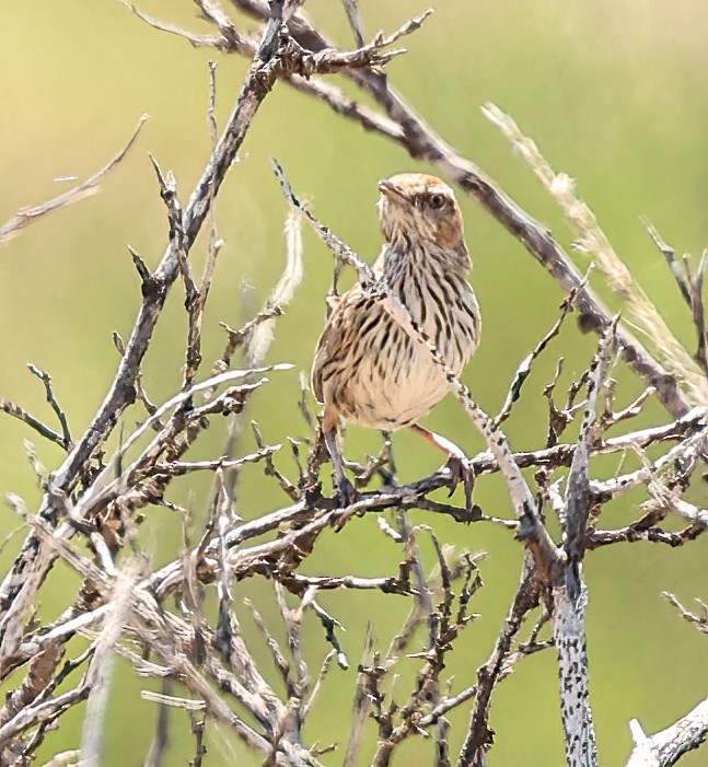 Rufous Fieldwren - ML646052225
