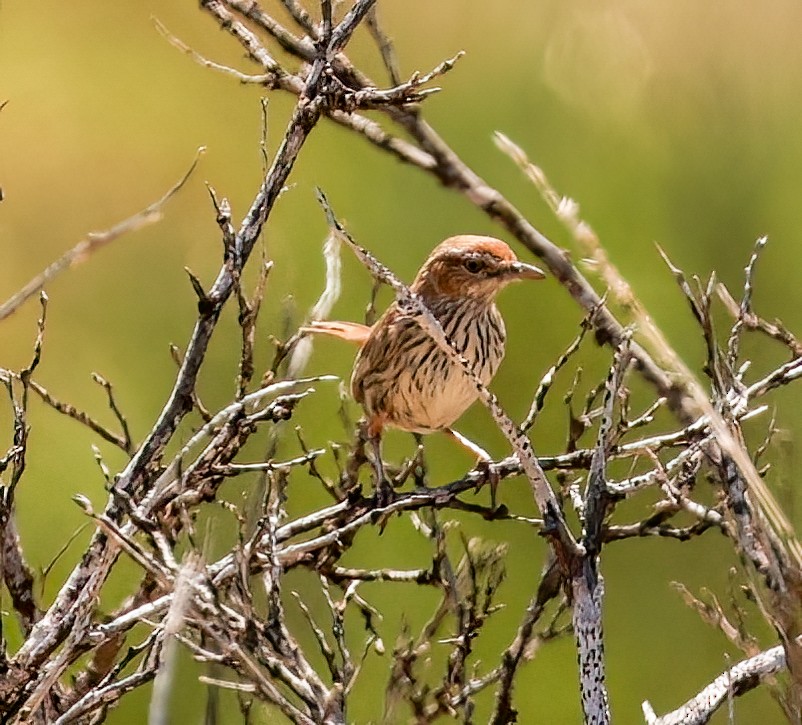 Rufous Fieldwren - ML646052226