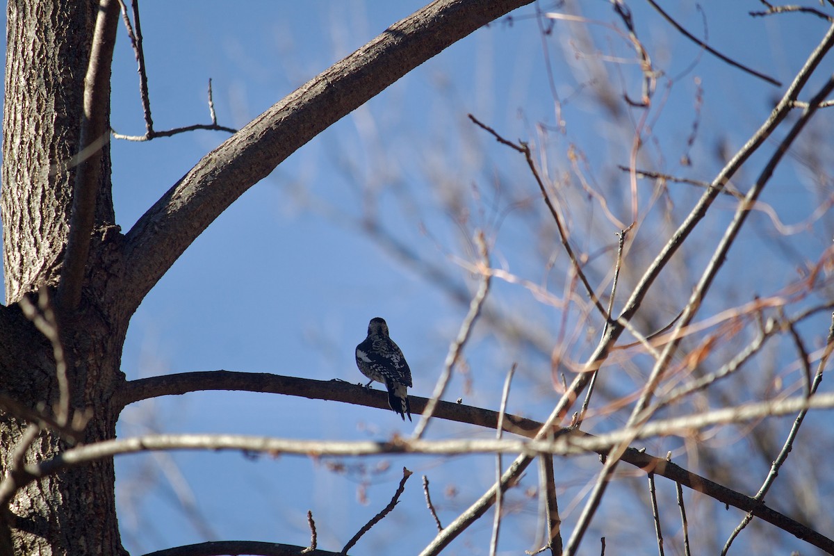 Yellow-bellied Sapsucker - ML646052240