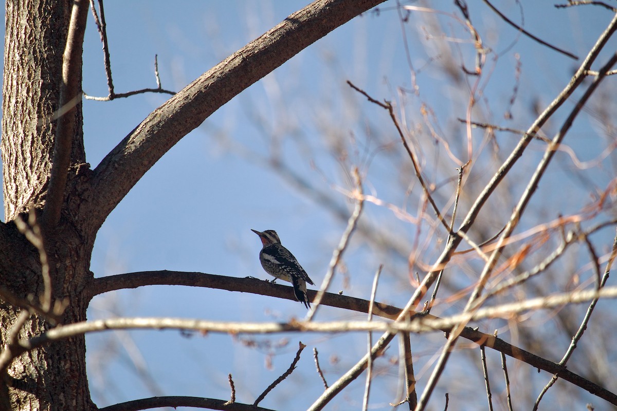 Yellow-bellied Sapsucker - ML646052241