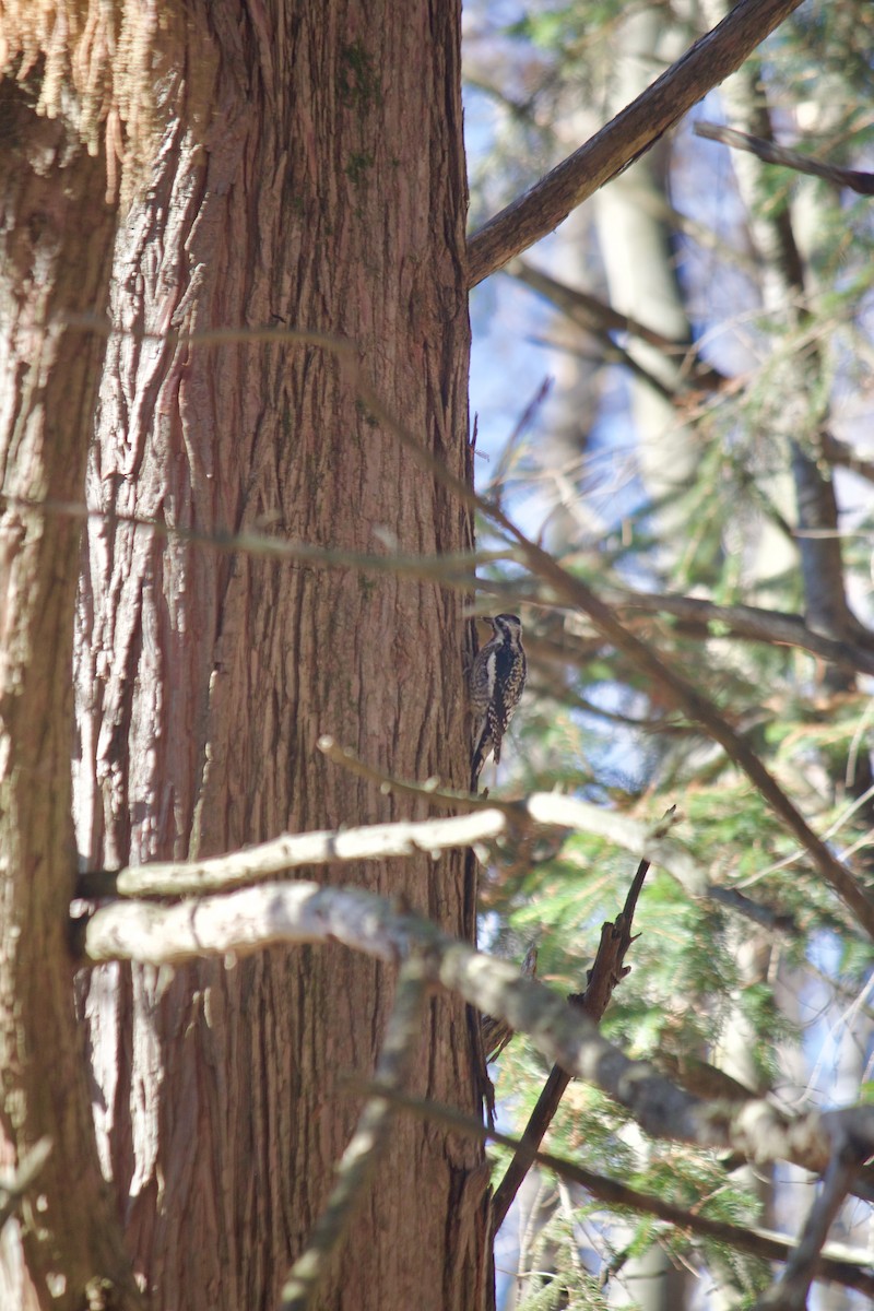 Yellow-bellied Sapsucker - ML646052242
