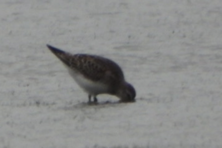 コシジロウズラシギ - ML646052243