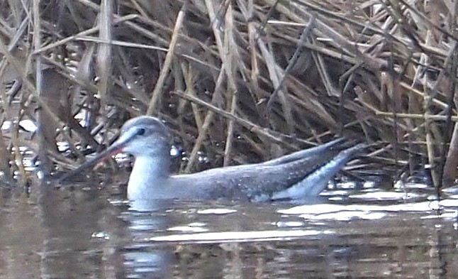 Spotted Redshank - ML646052246