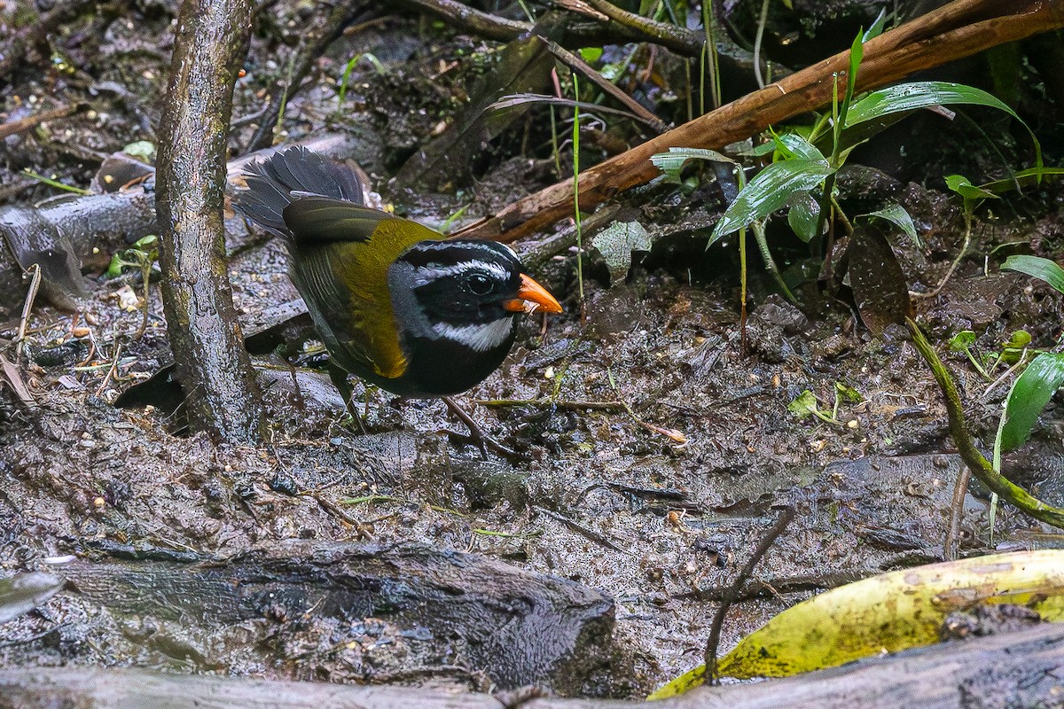 Orange-billed Sparrow - ML646052250