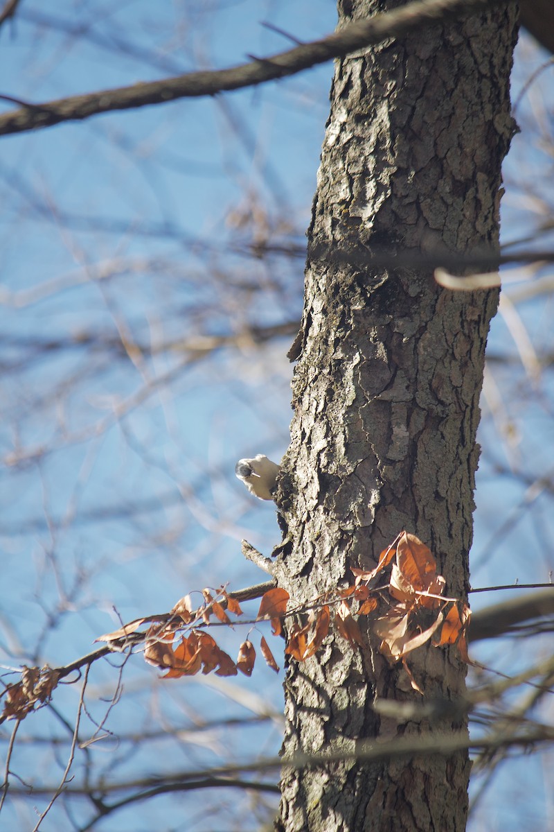 White-breasted Nuthatch - ML646052253